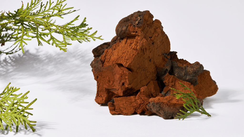 chaga mushroom closeup-1