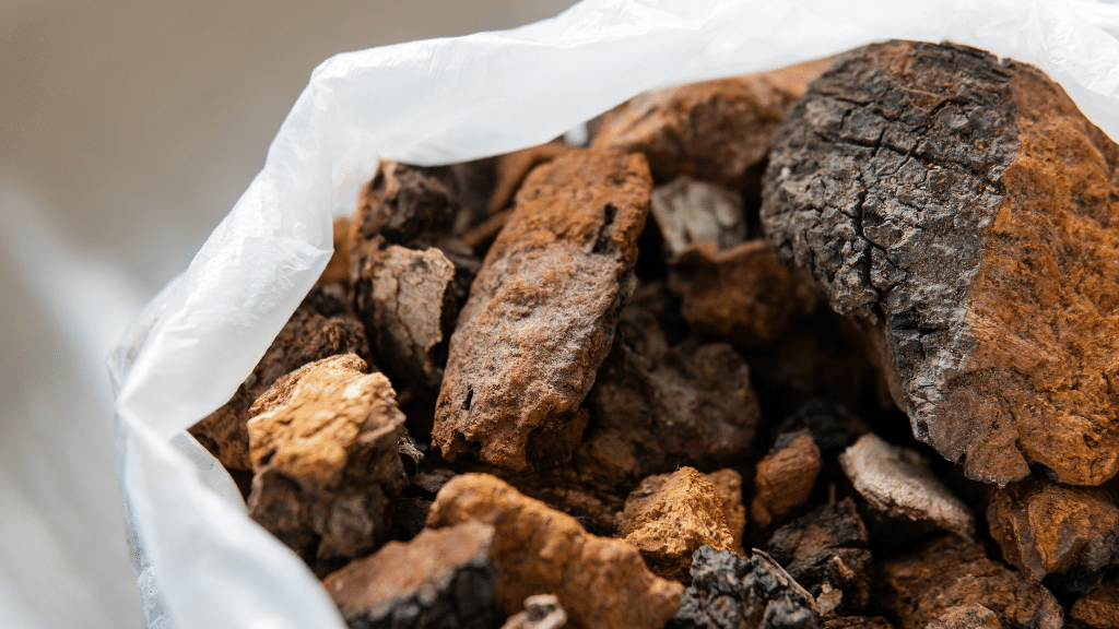 chaga mushroom in a storage bag