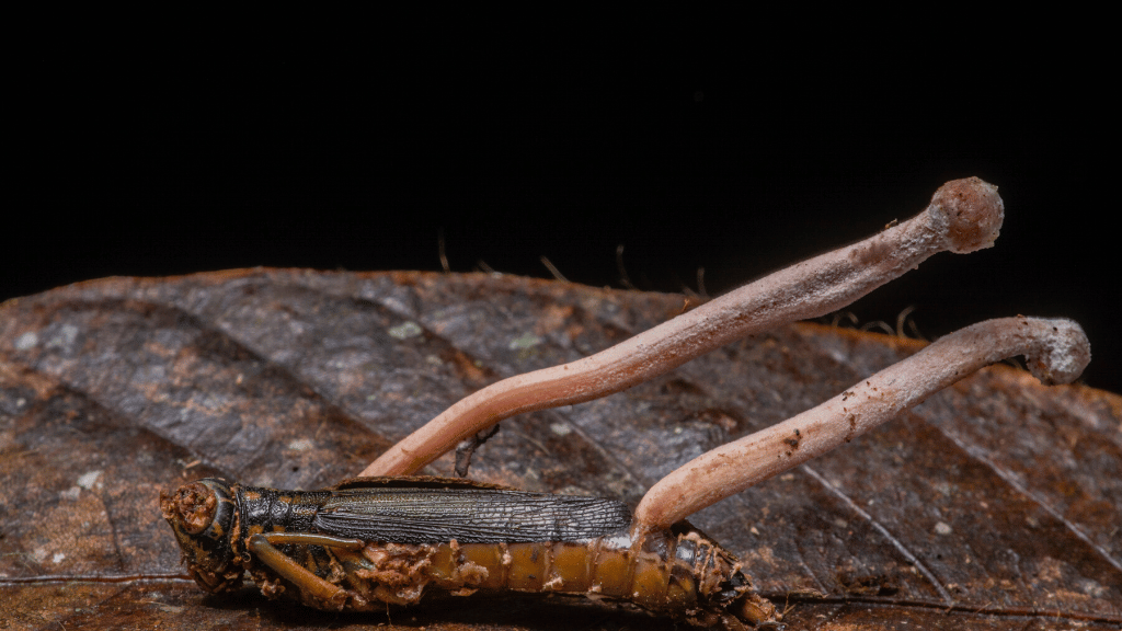 Cordyceps infecting a bug