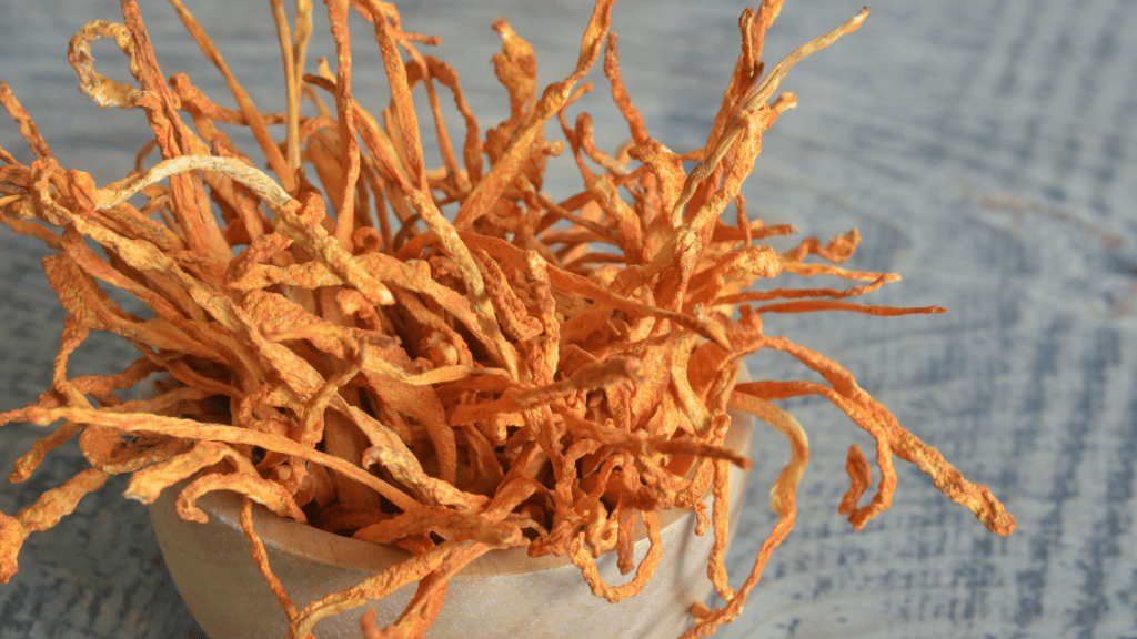 a cluster of dried cordyceps