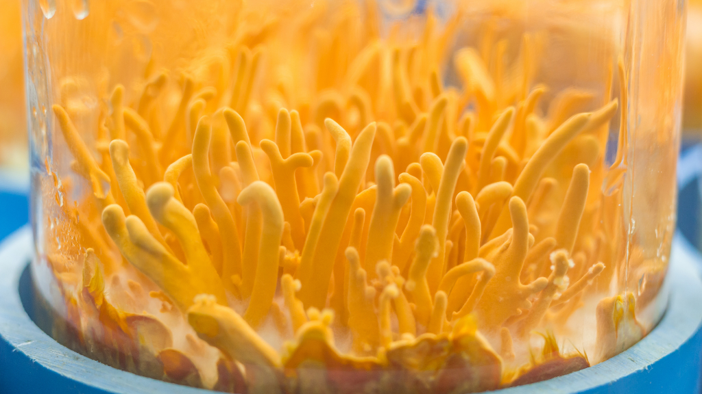 commercially grown cordyceps closeup