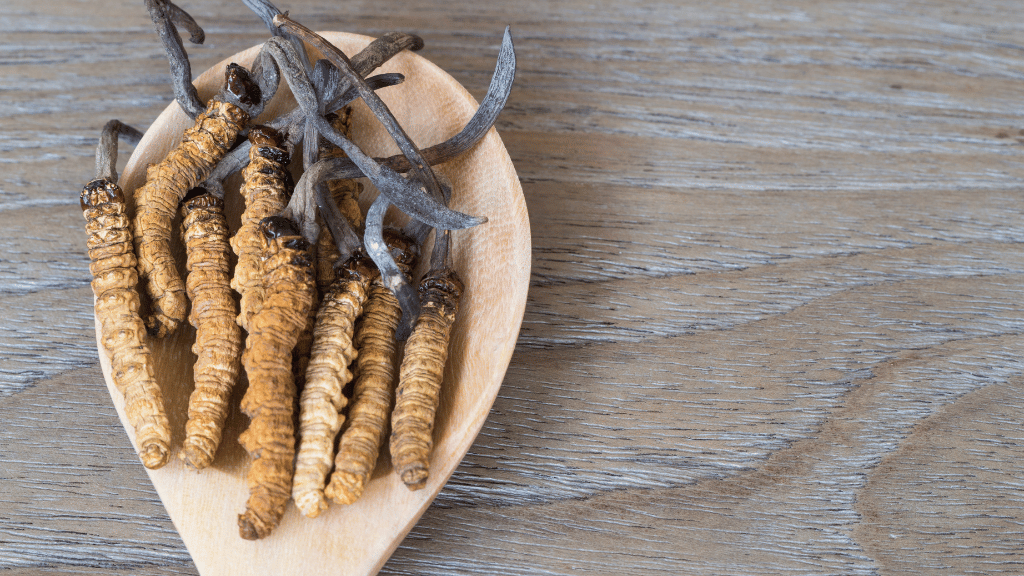 cordyceps catepillars