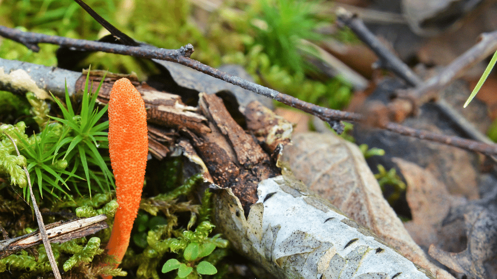 cordyceps in the wild