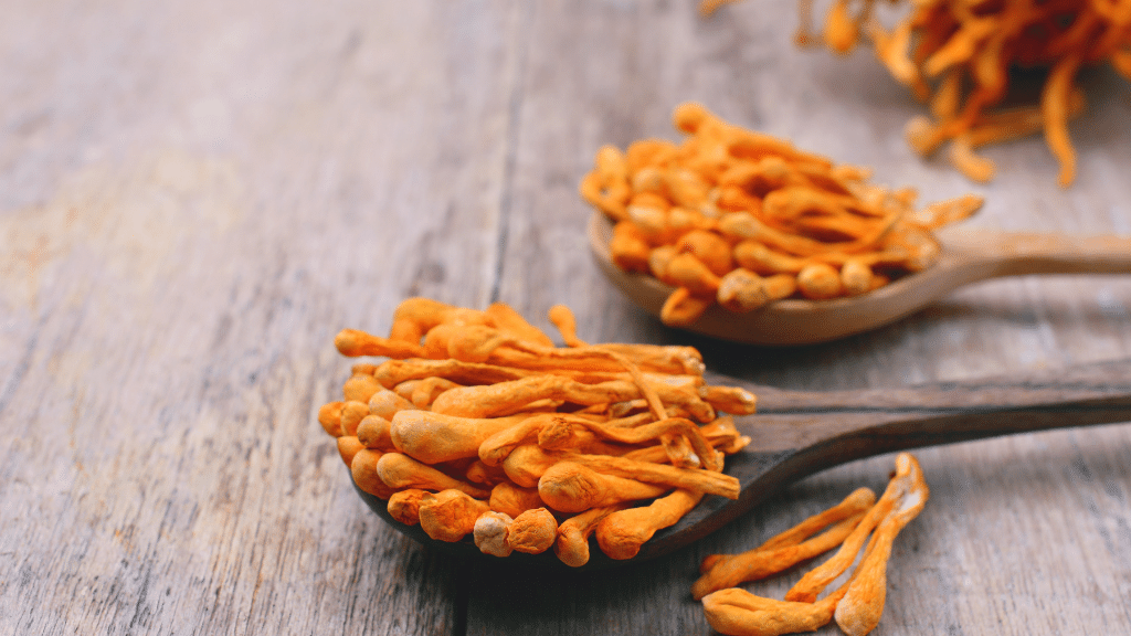 cordyceps on a spoon