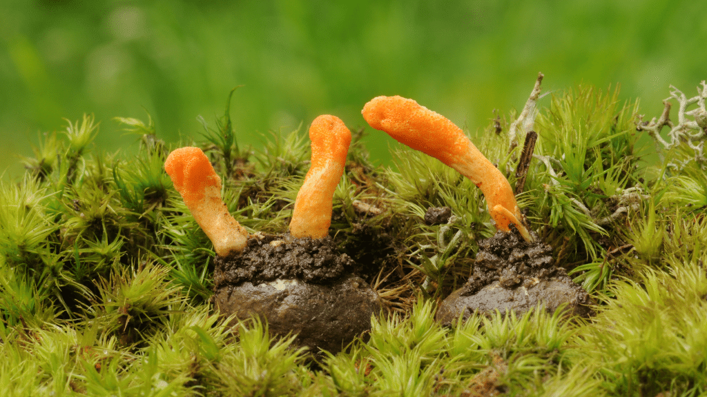 cordyceps outside