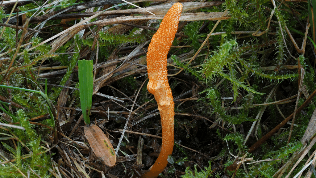 cordyceps sinesis