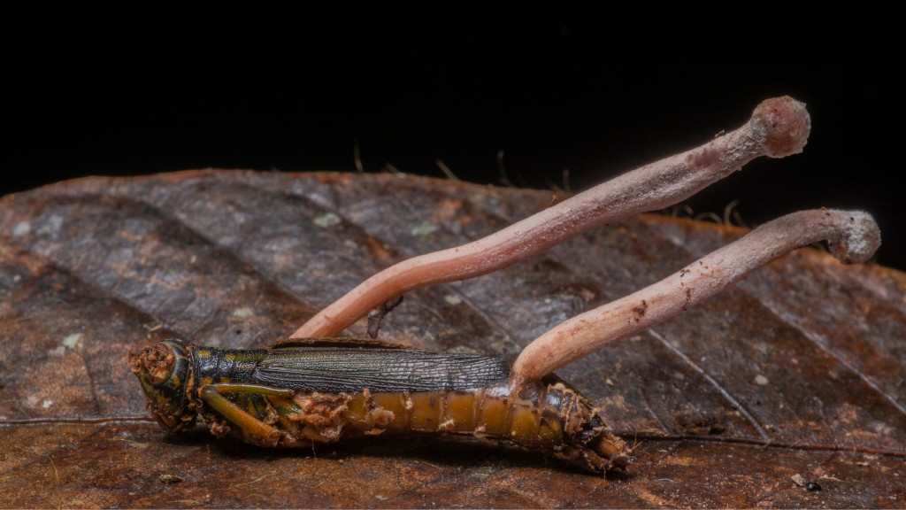 cordyceps variety on insect