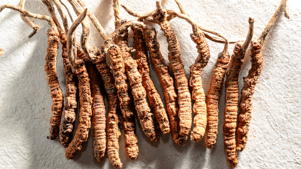 dried cordyceps catepillars