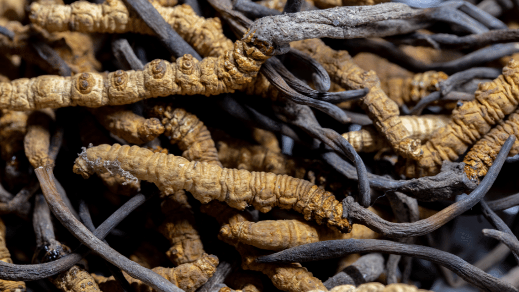 dried cordyceps with catepillars