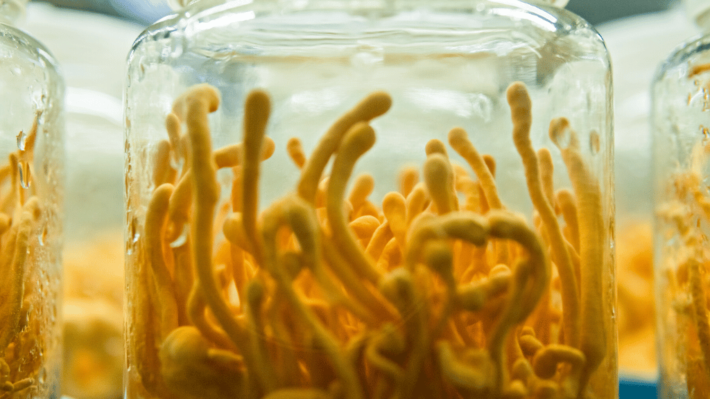lab grown cordyceps in glass containers