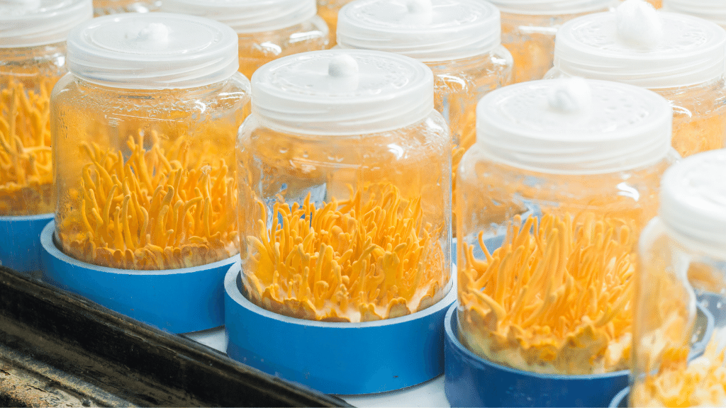 lab grown cordyceps