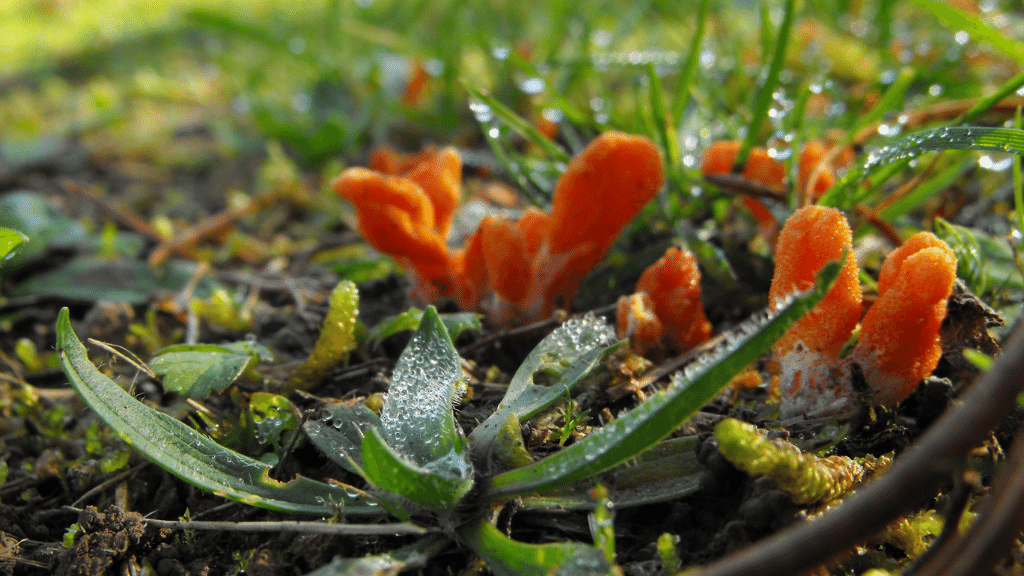 small cordyceps mushroom in the wild