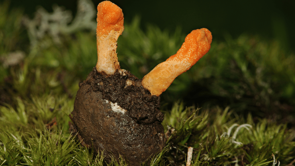 two orange cordyceps on bug head