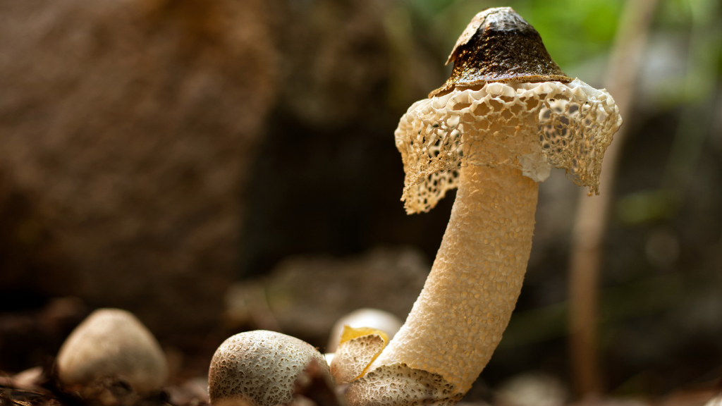 Dictyophora mushroom