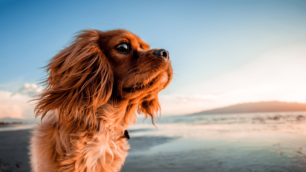 Dog on the beach