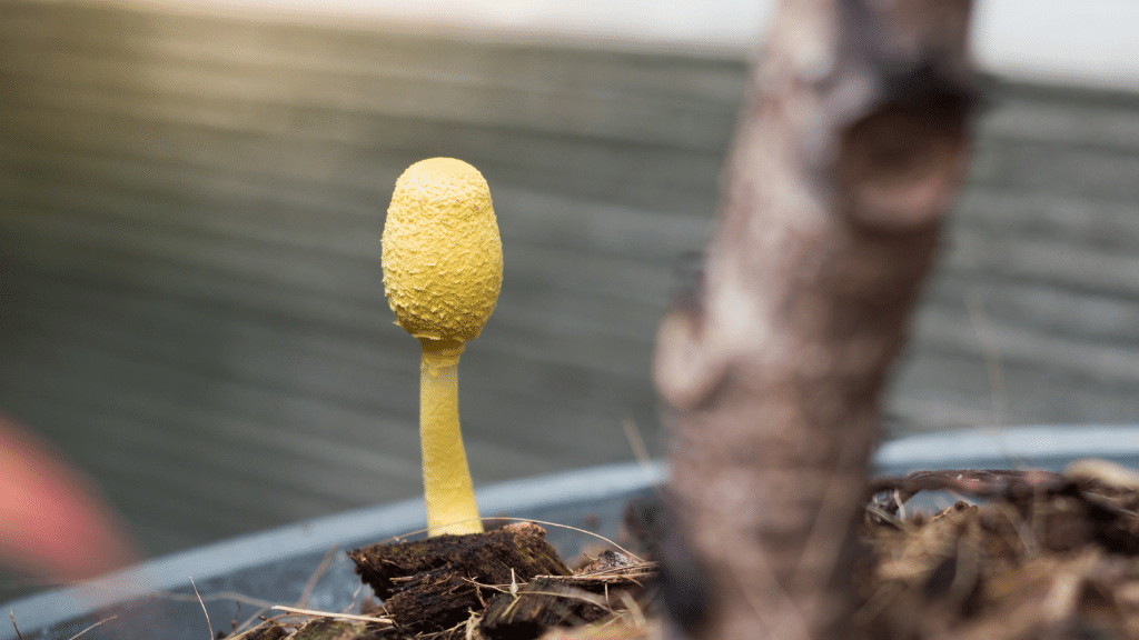 Yellow mushroom in potting soil