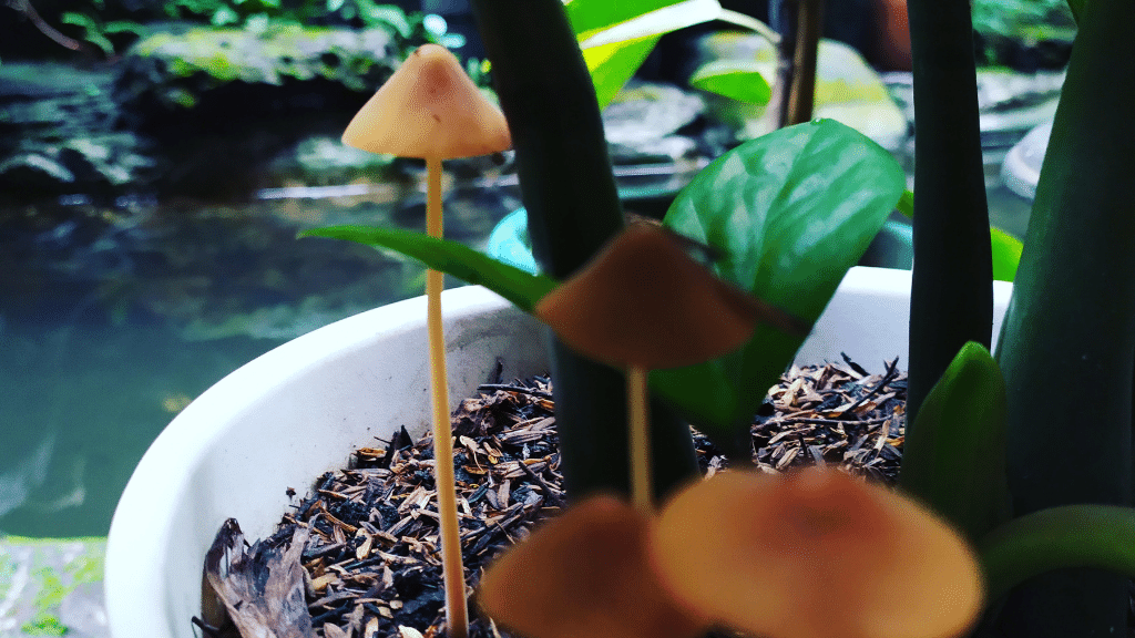 bright orange mushrooms in potting soil
