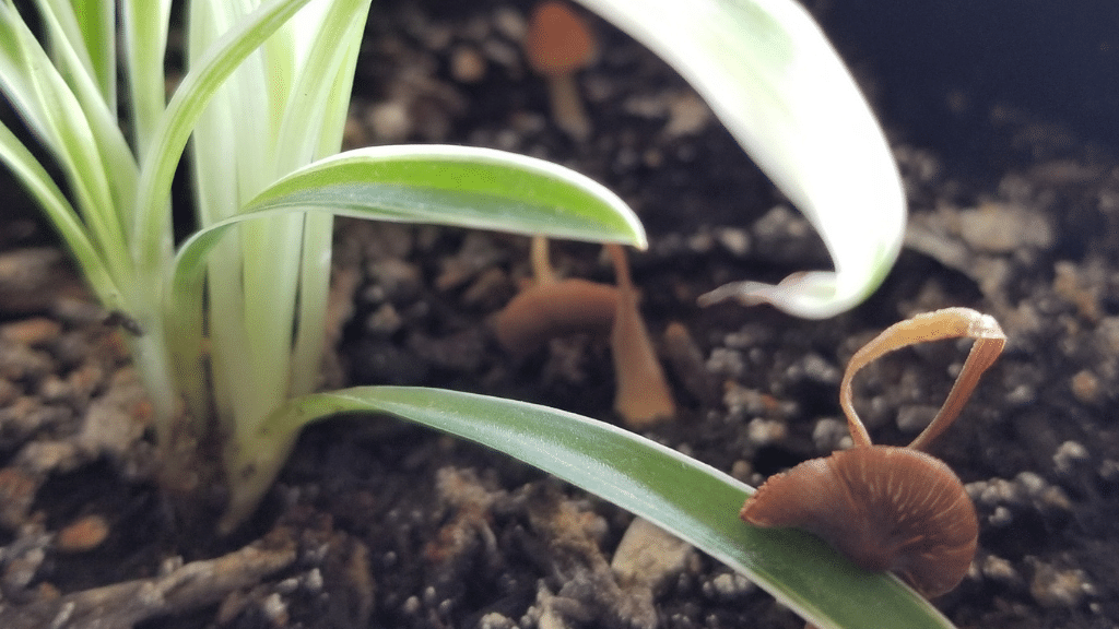 mushrooms in spider plant