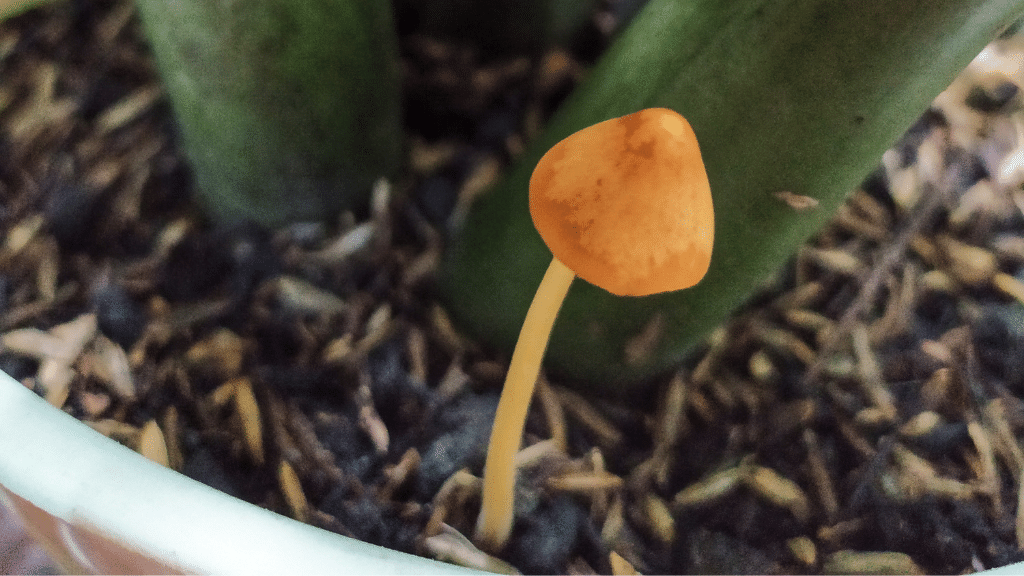 single mushroom in potting soil