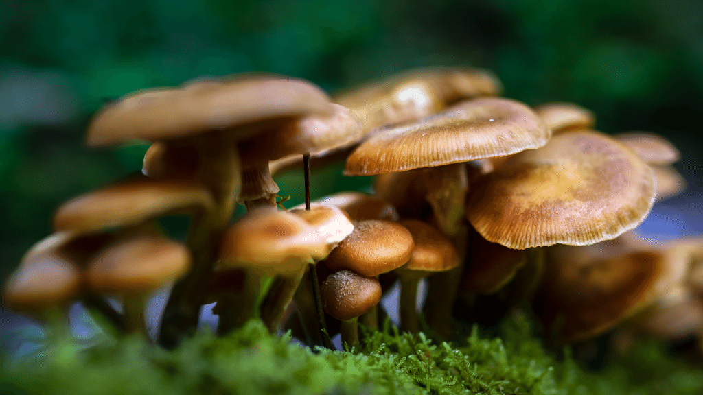 Honey mushrooms close up