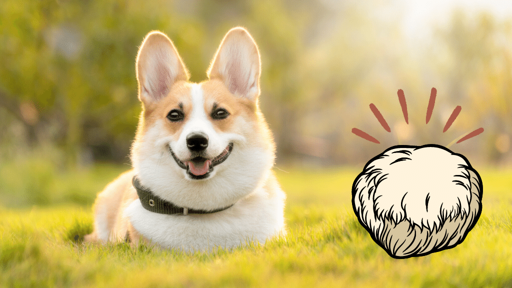 A corgi with a lions mane mushroom