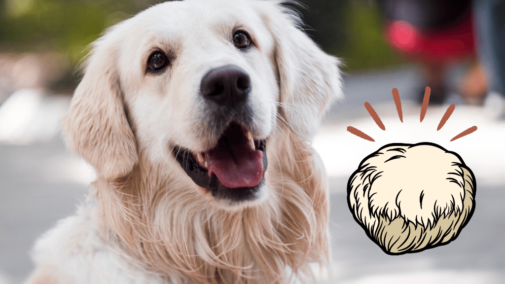 A golden retreiver with a lions mane mushroom