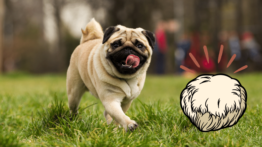 A pug with a lions mane mushroom 