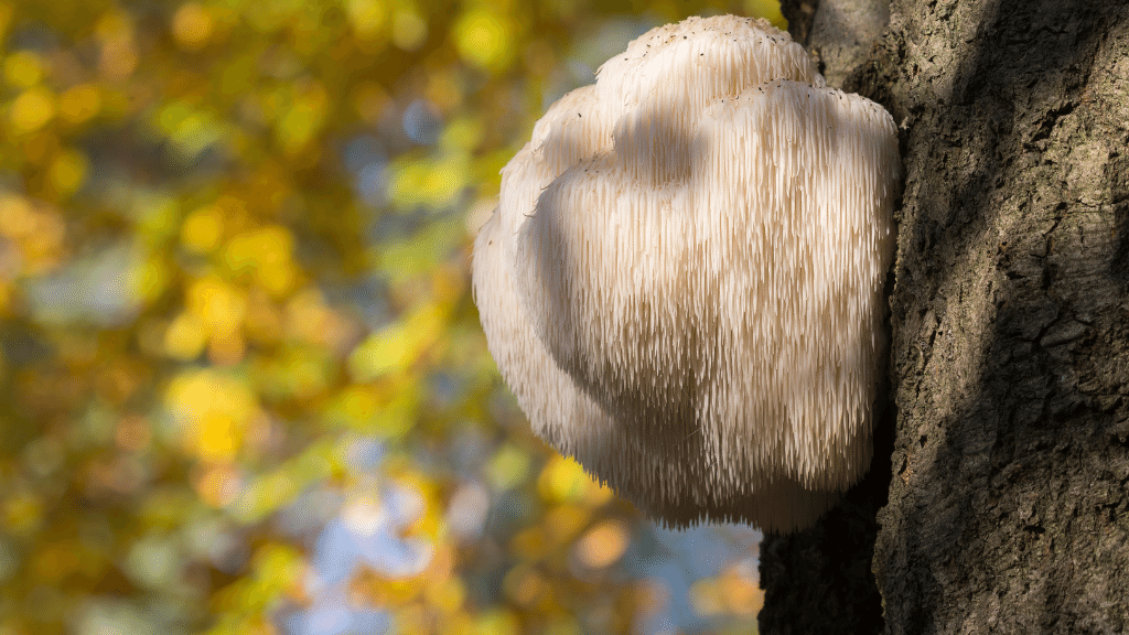 Lions mane in the shade