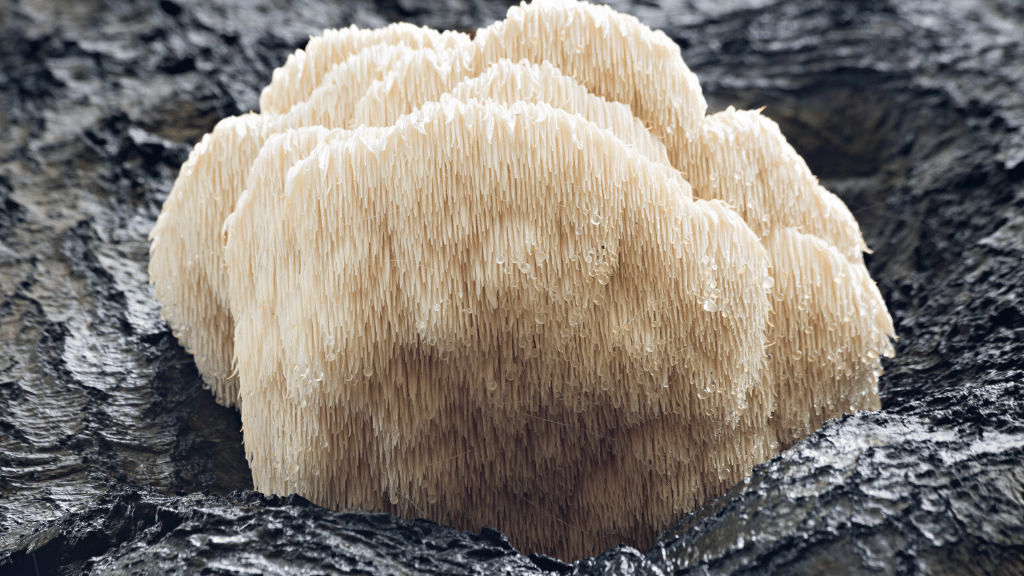 Lions mane