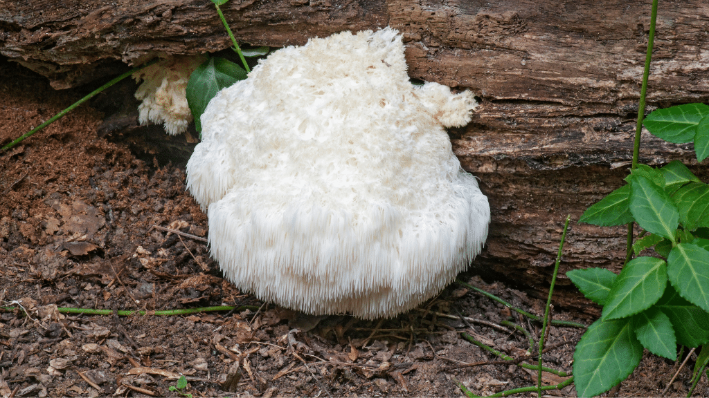 cluster of lions mane mushroom