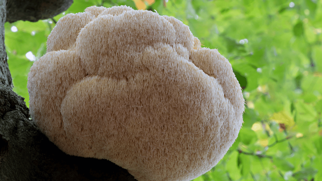 large wild lions mane mushroom