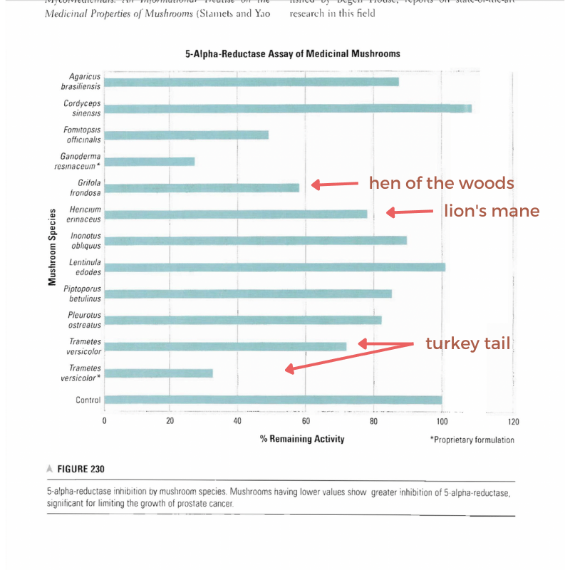 Does Lion's Mane Lower Testosterone and Libido? The Truth.
