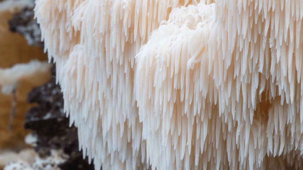 lions mane texture