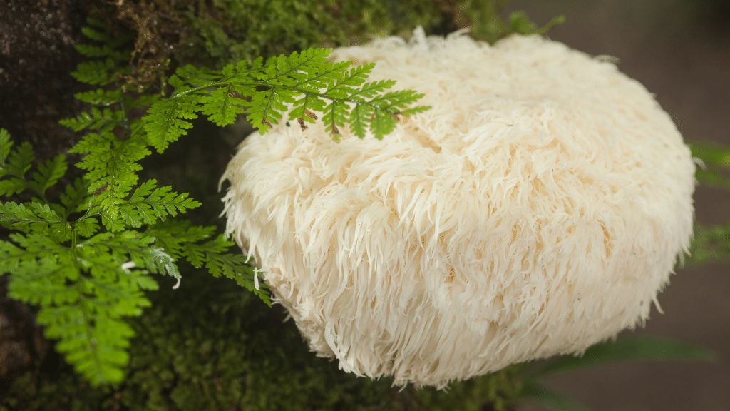 lions mane with fern