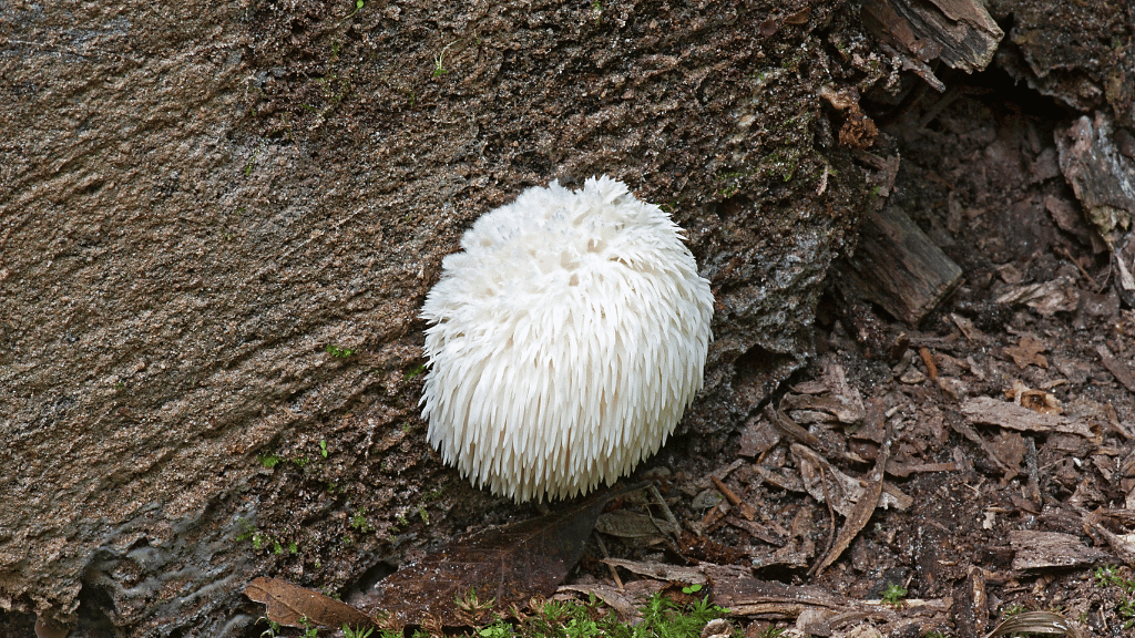 small lions mane on a log