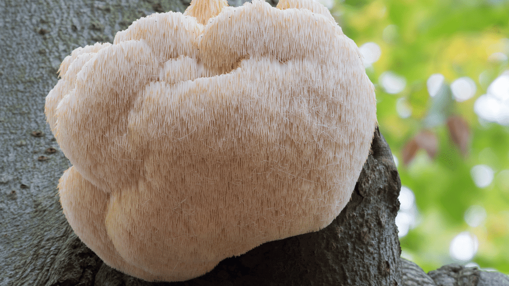 Lions mane mushroom for diet