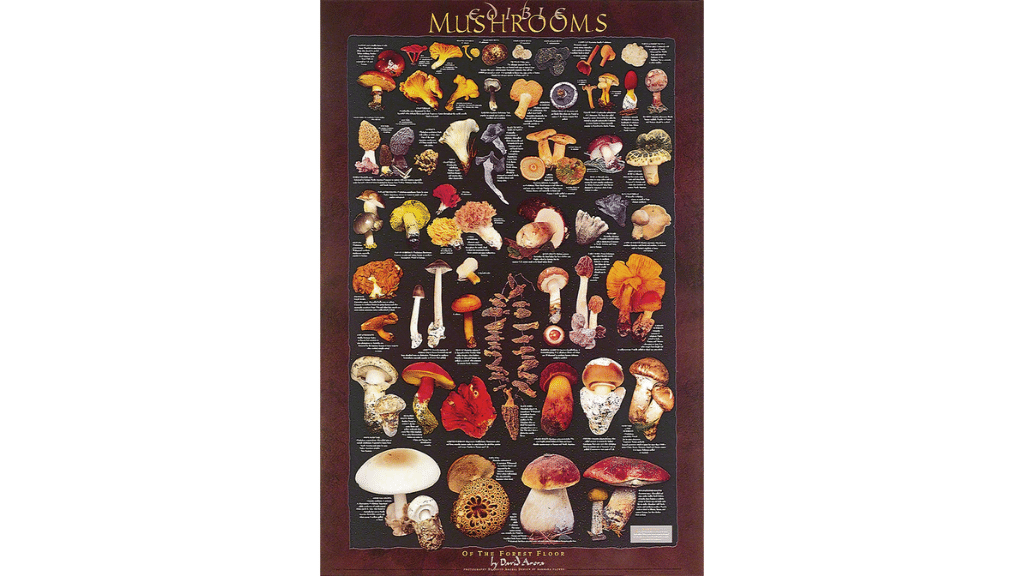 mushroom poster