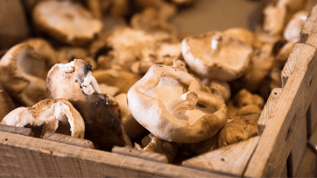 Mushrooms at farmers market