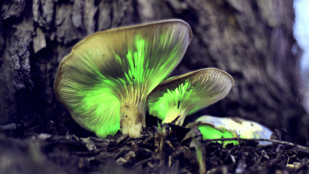 Ghost Fungus