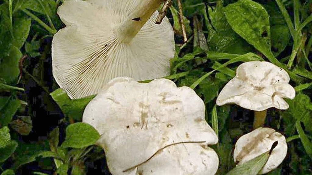 Ivory Funnel Mushroom