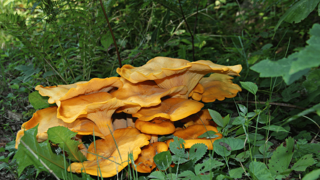 Jack o Lantern Mushroom