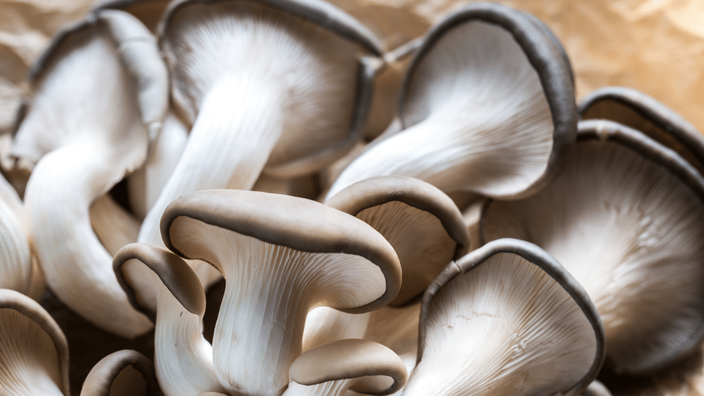 blue oyster mushrooms