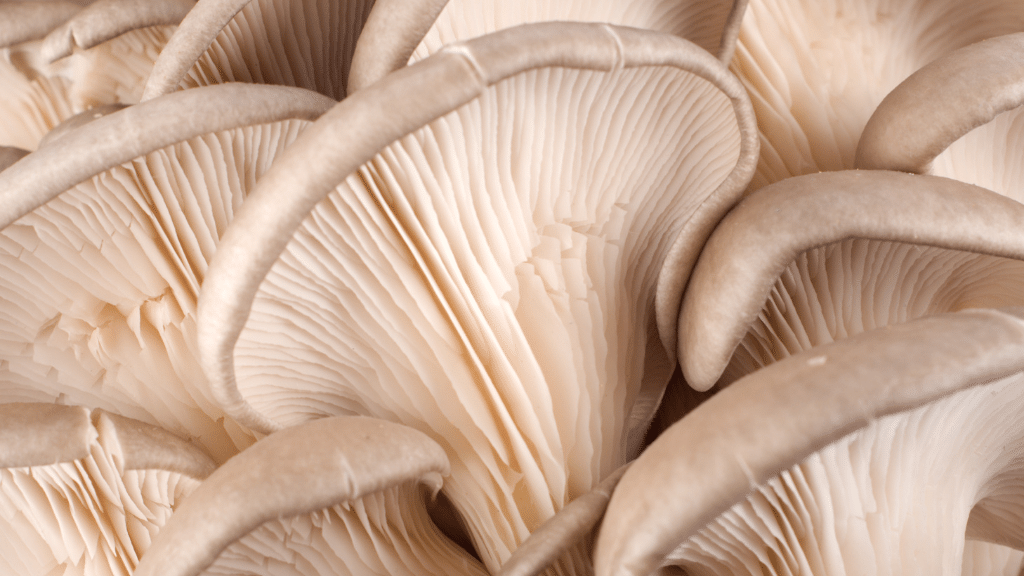 oyster mushroom gills