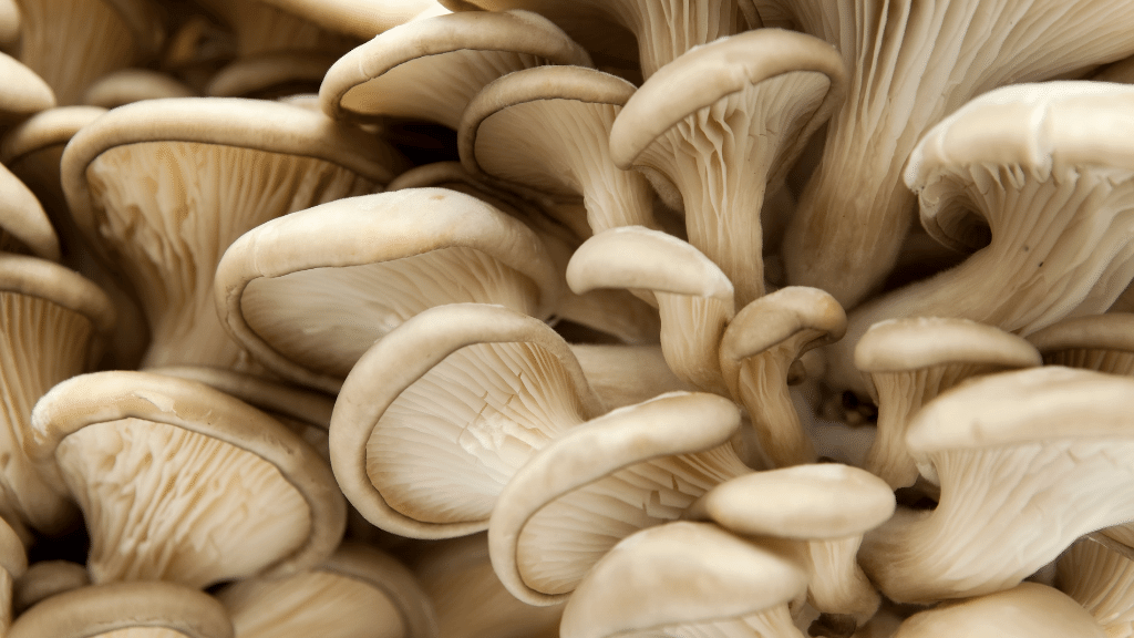 oyster mushroom immunity