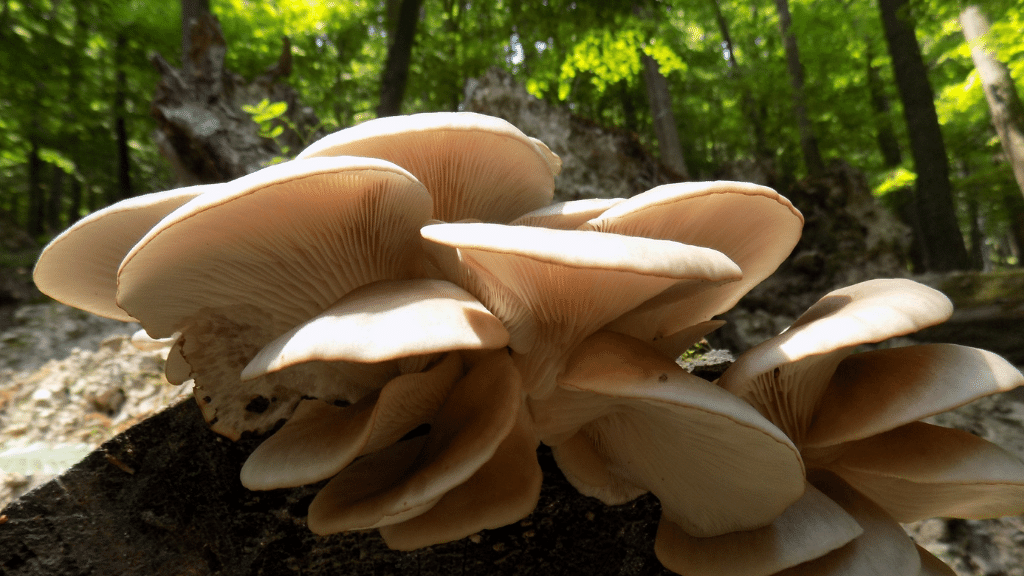 wild growing oyster mushrooms