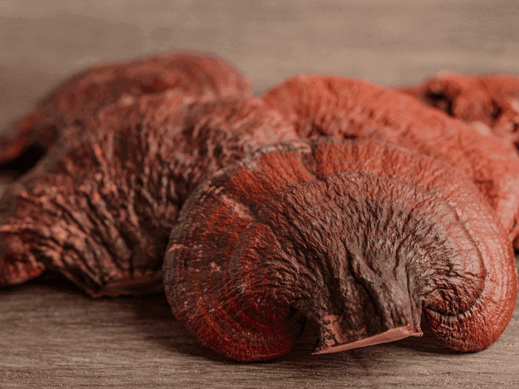 Reishi mushroom dried closeup