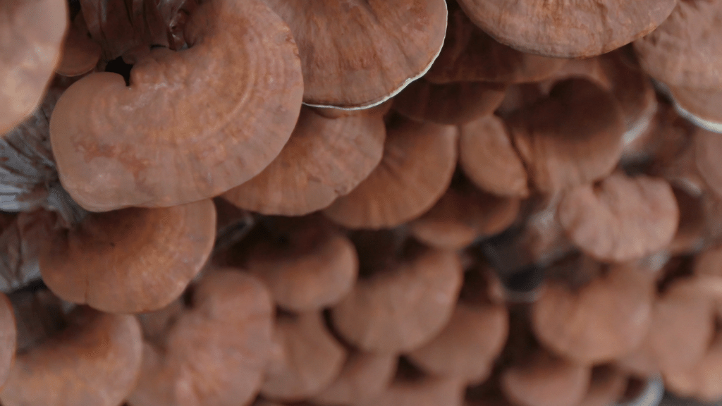 Stacks of reishi mushrooms