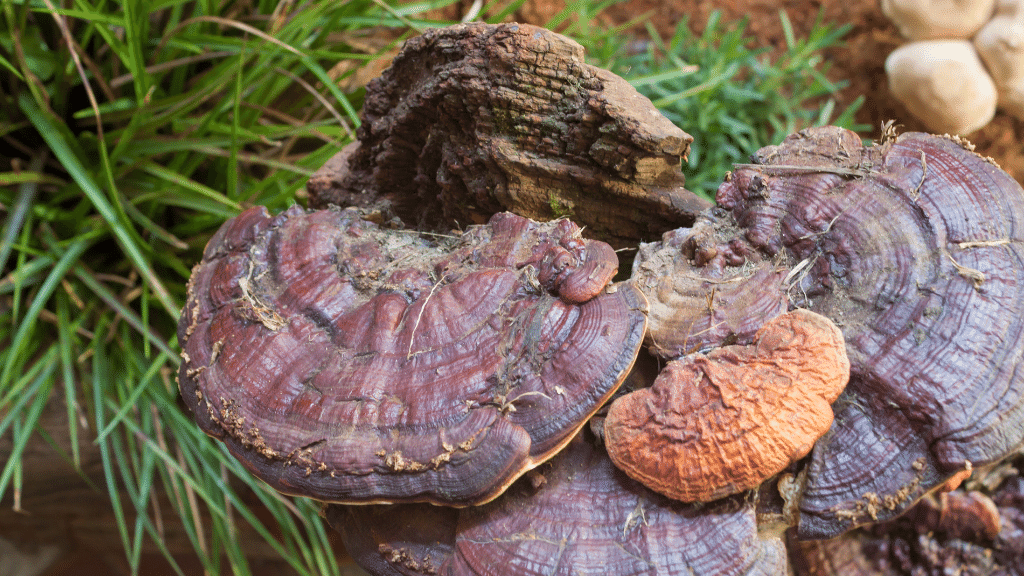 dark brown reishi in the wild