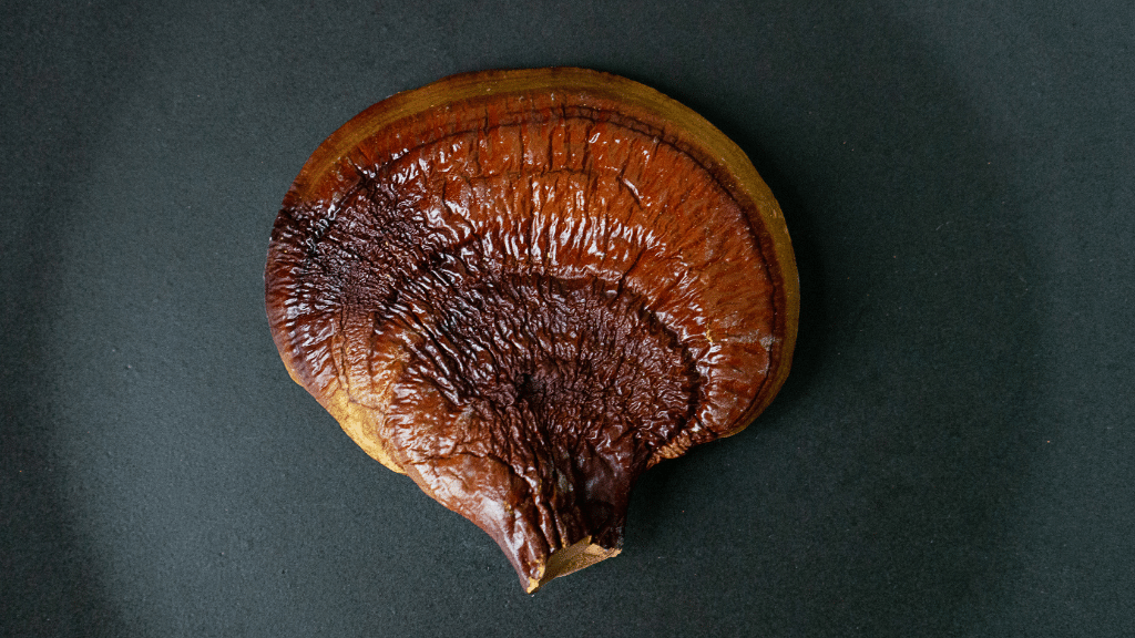 reishi mushroom closeup