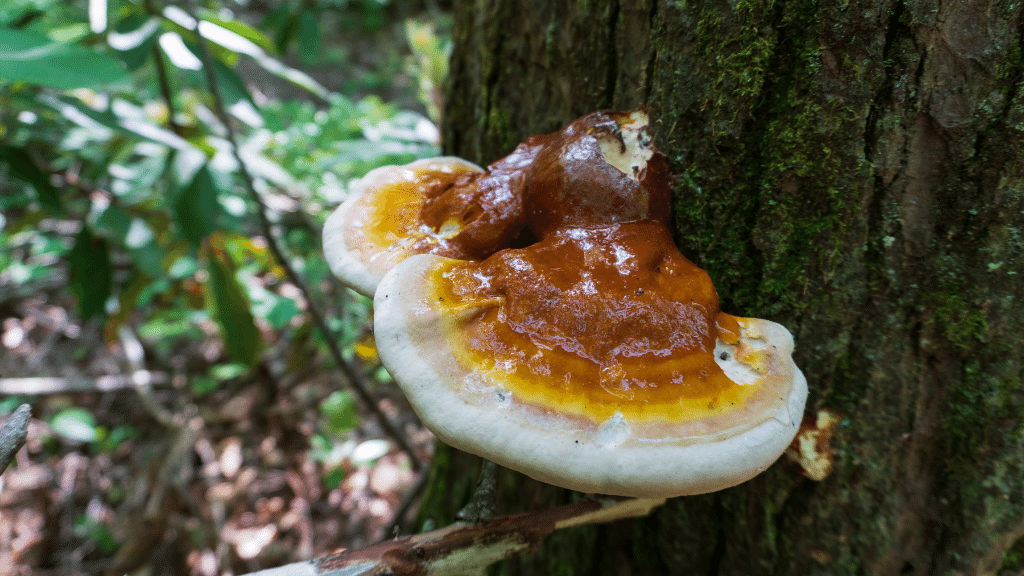 shiny red reishi